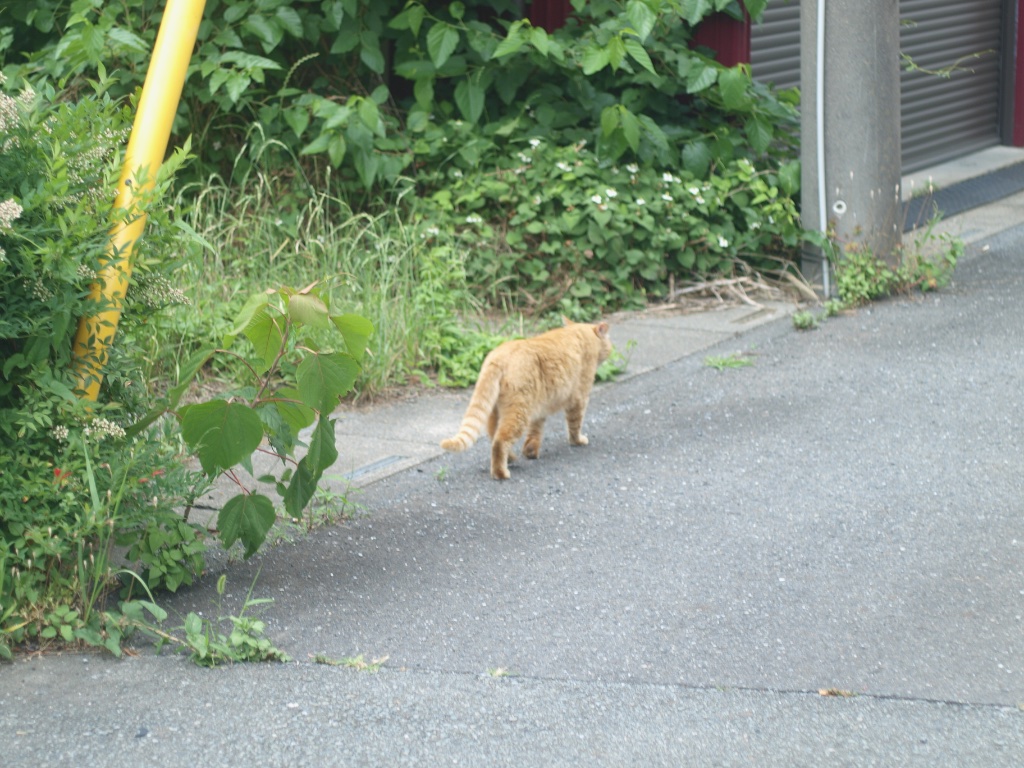 軽くて小さくて常に持ち歩けるから無警戒ぬこちゃんのストーキングだってできちゃう